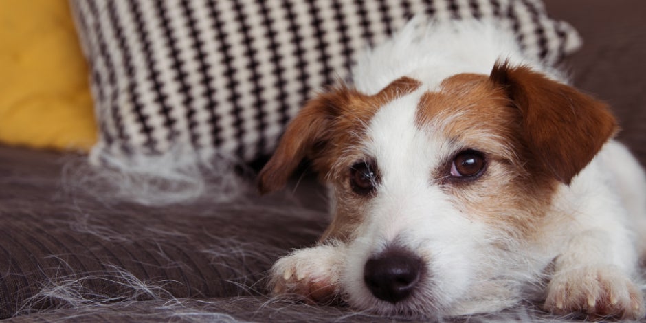 Caída excesiva del pelo de tu perro? - Tienda Veterinaria Blog