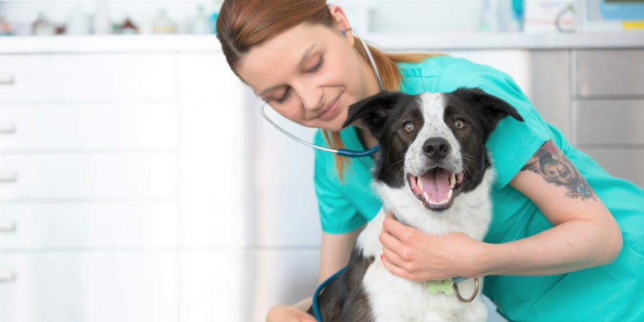 purina-esterilización-de-mascotas.jpg