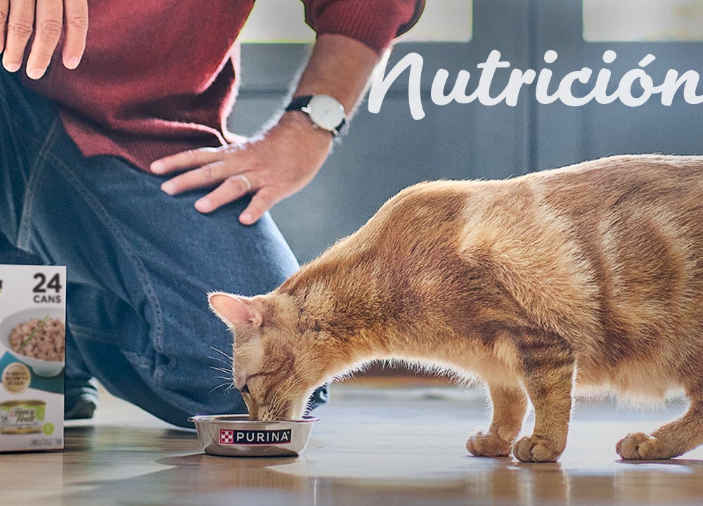 Gato amarillo disfrutando comida servida por su dueño, con productos Purina en el fondo.