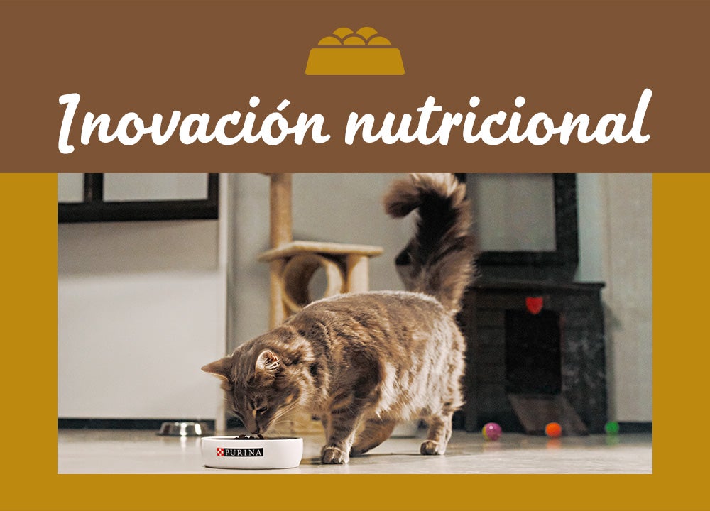 Gato disfrutando comida servida en plato, con aviso de 