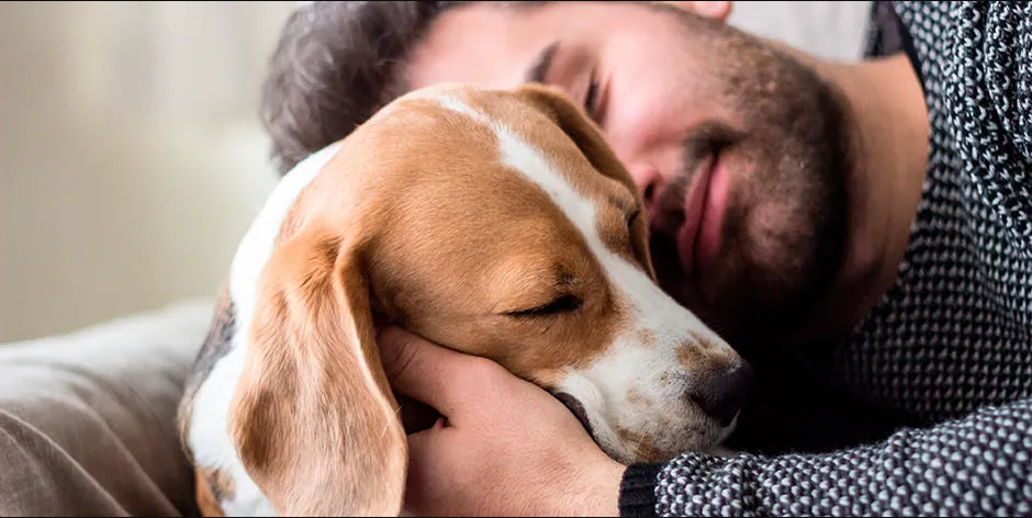 Hombre abrazando a su beagle adulto, primer plano. Esterilización de perros. 