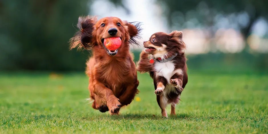 Dos perros color marrón corriendo uno junto al otro en un parque, mientras uno de ellos lleva en la boca una manzana roja. 