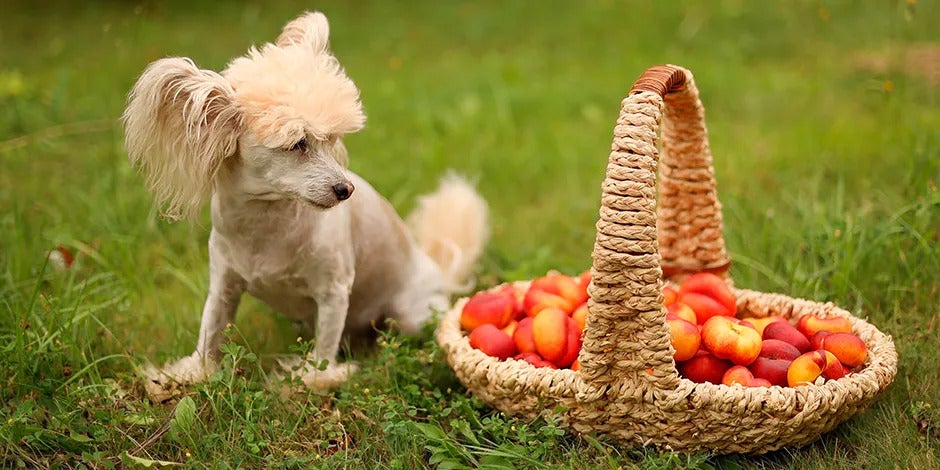 Perro pequeño sentado en un parque mirando a una cesta con duraznos junto a él 