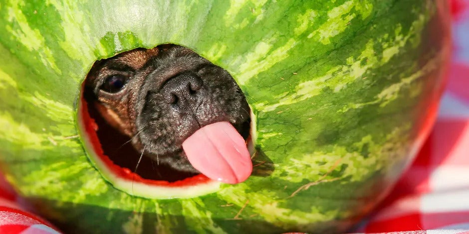 Perro de raza pequeña comiendo una sandía, y asomando su cabeza por un hueco en la fruta. 