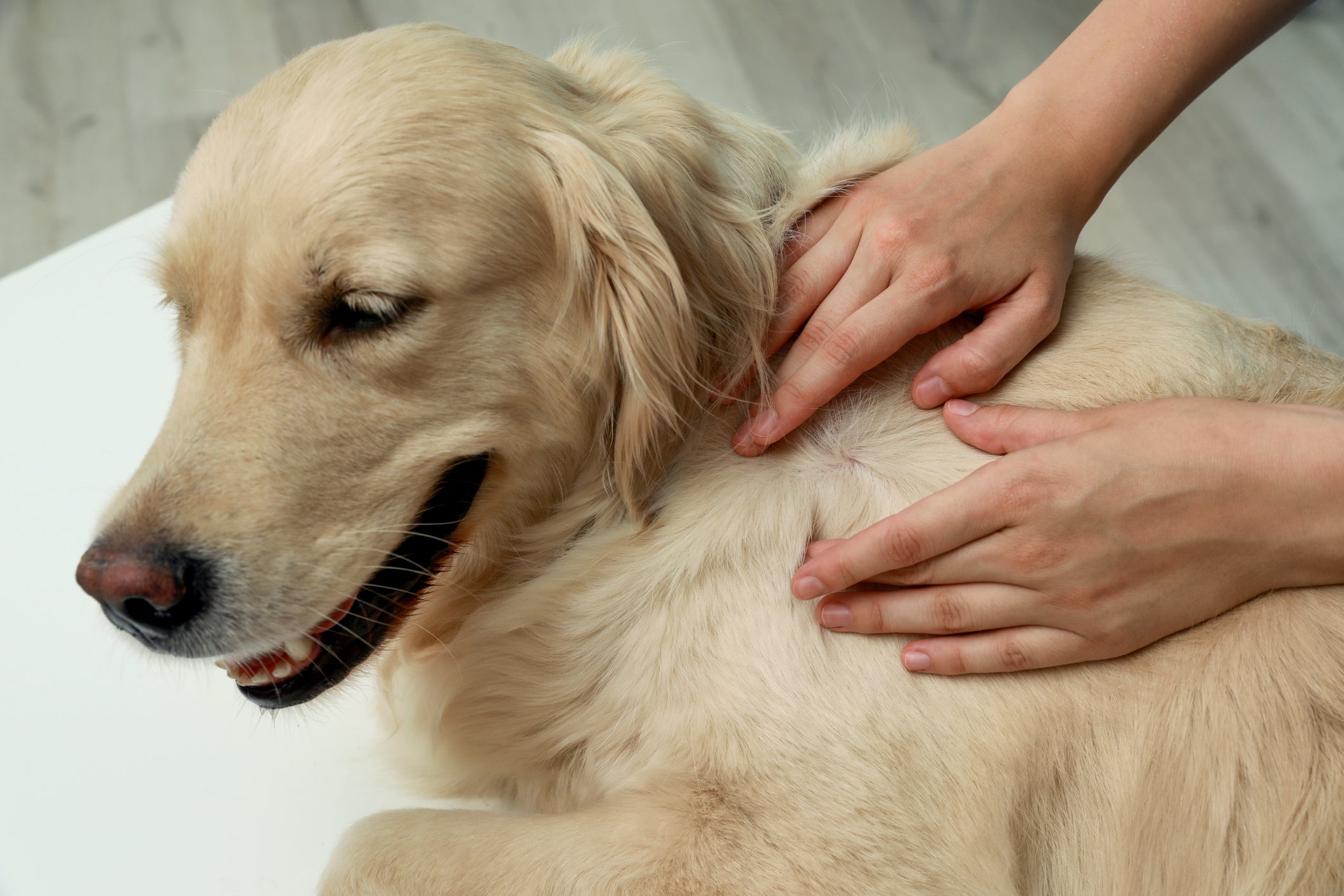 Evitá los ácaros en perros, revisando el lomo de tu mascota, moviendo el pelaje y llevándolo al veterinario.