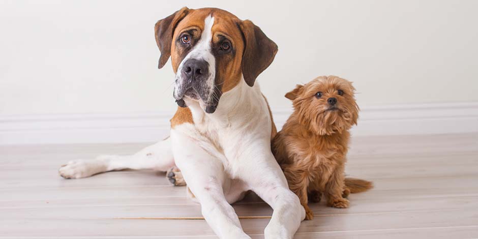 Un ejemplar joven de una de las razas de perros grandes como es el bóxer, comparado con este yorkshire adulto.