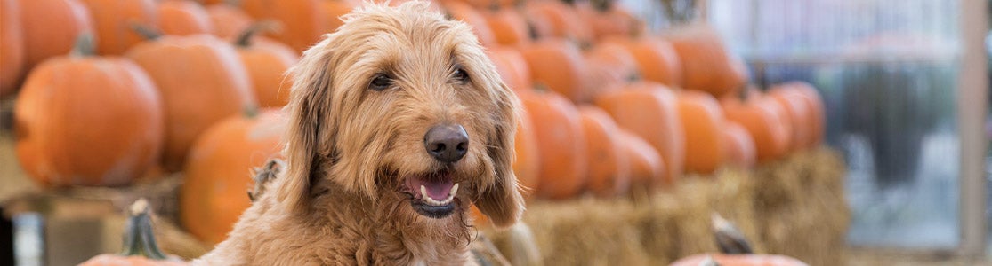 Perro junto a zapallos, ya que son unas de las verduras que pueden comer los perros