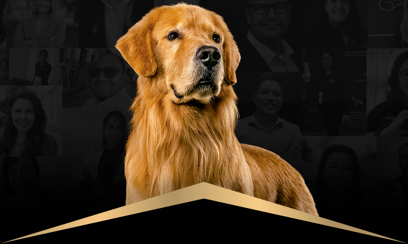 card dog card dog