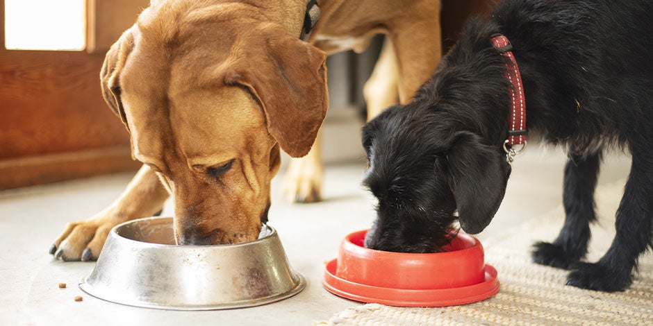 Cada cuánto debe comer un perro