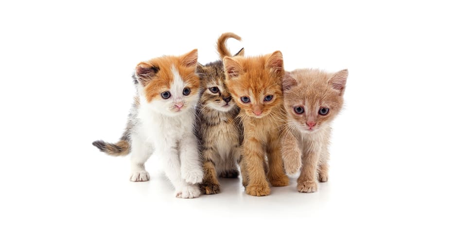 Conoce las razas de gatos