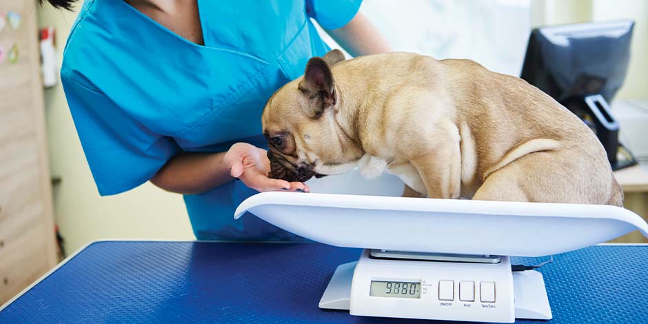 Cuánto debe comer un perro con sobrepeso