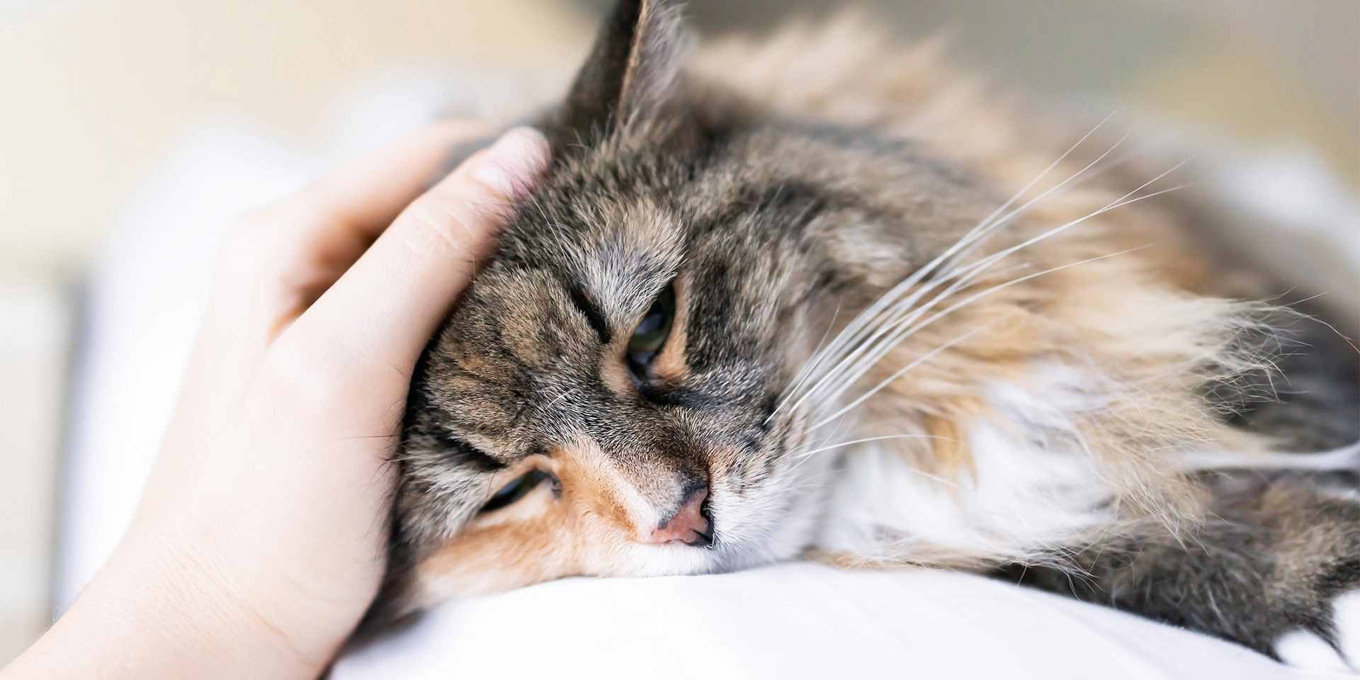 Mi gato esta triste