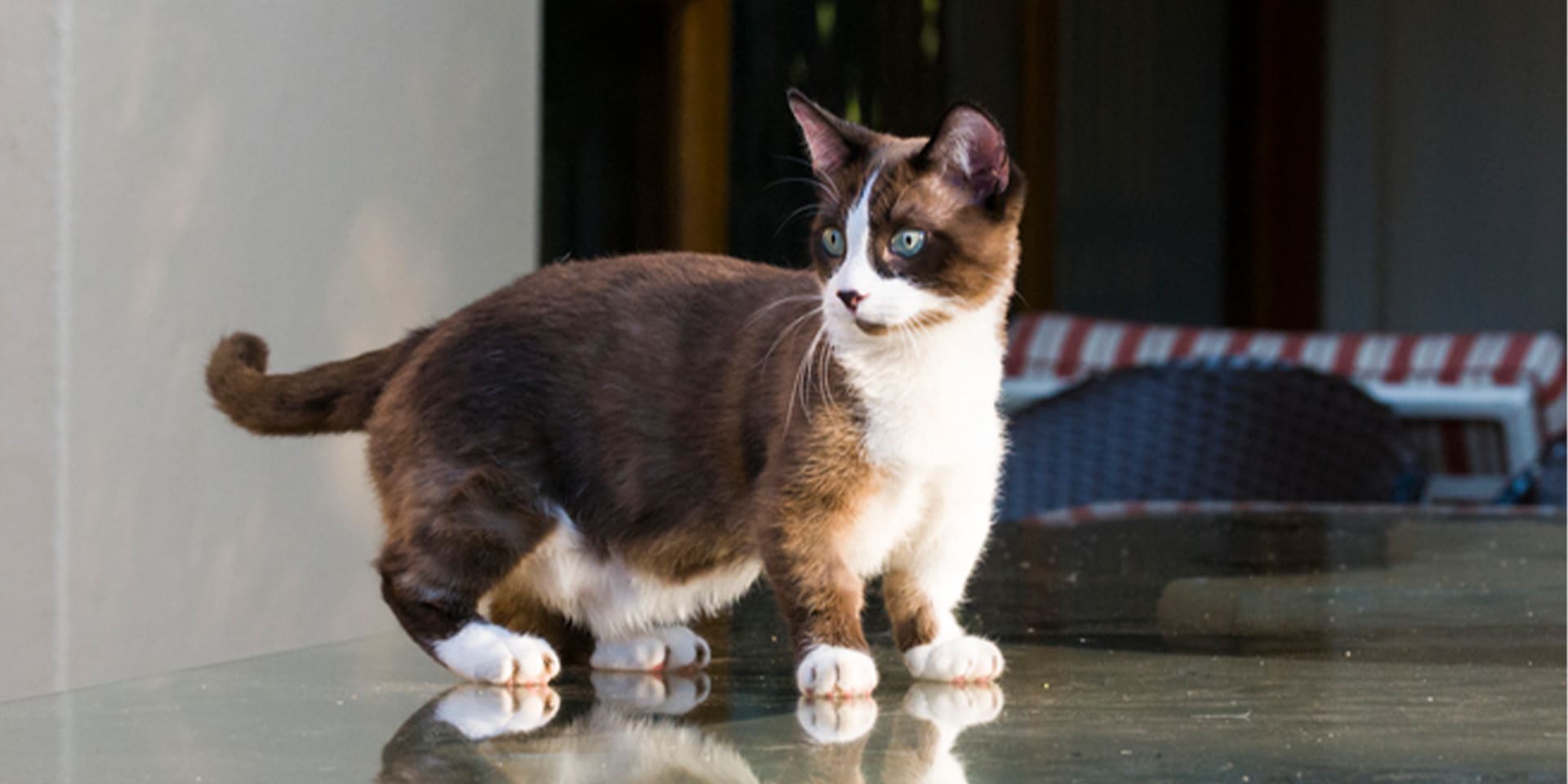 Raza de gato pequeña