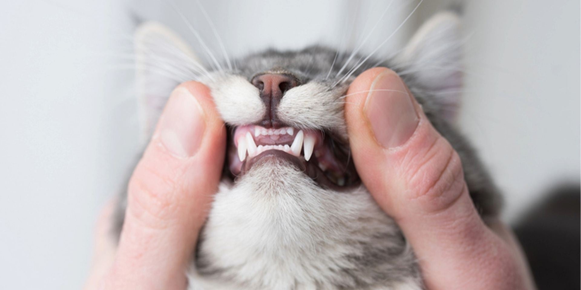 cambio de dientes en gatos