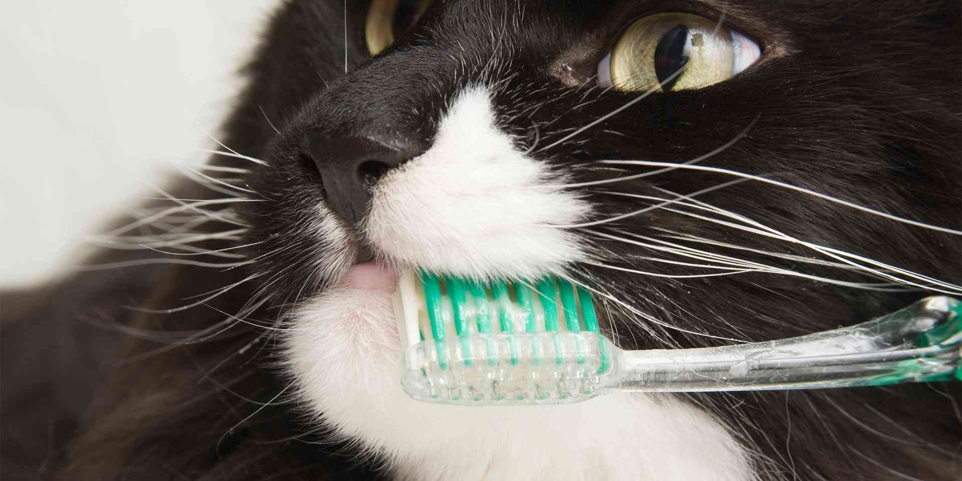 cuidados dentales en gatos