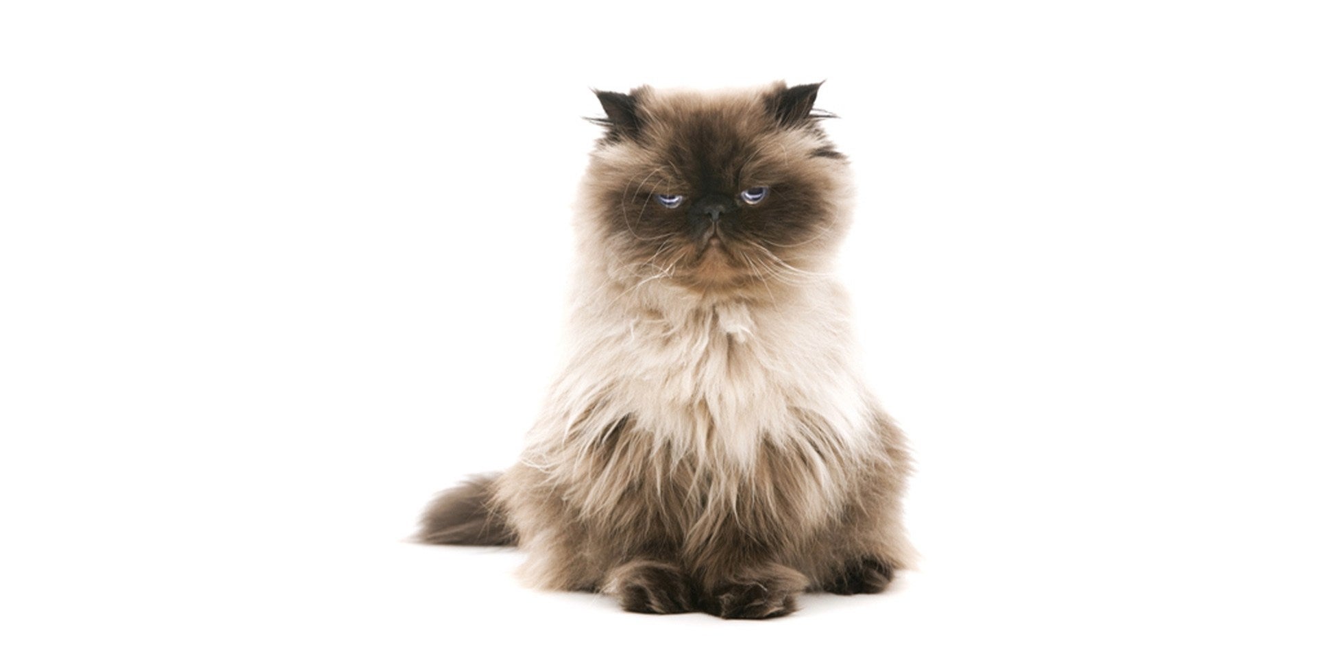Raza de gato persa
