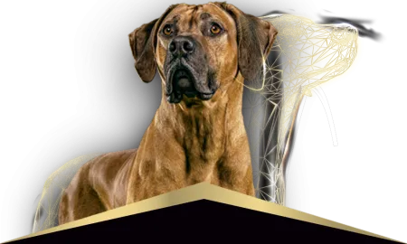 Pro-Plan-perros_1_0.png.webp?itok=Gkv-BIbL Pro-Plan-perros_1_0.png.webp?itok=Gkv-BIbL