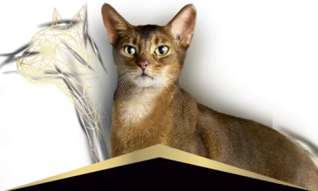 Pro-Plan-gatos.png.webp?itok=LcCC5_lZ Pro-Plan-gatos.png.webp?itok=LcCC5_lZ