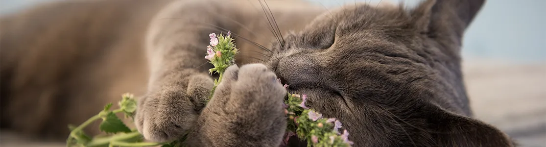 Purina-que-provoca-el-catnip-en-tu-gato-banner-desktop.png