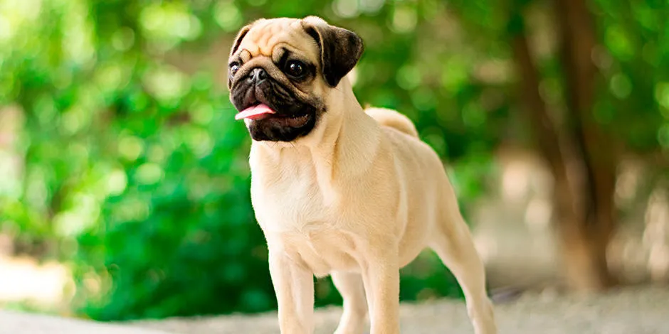 Caracter sticas y curiosidades de los Pug Purina