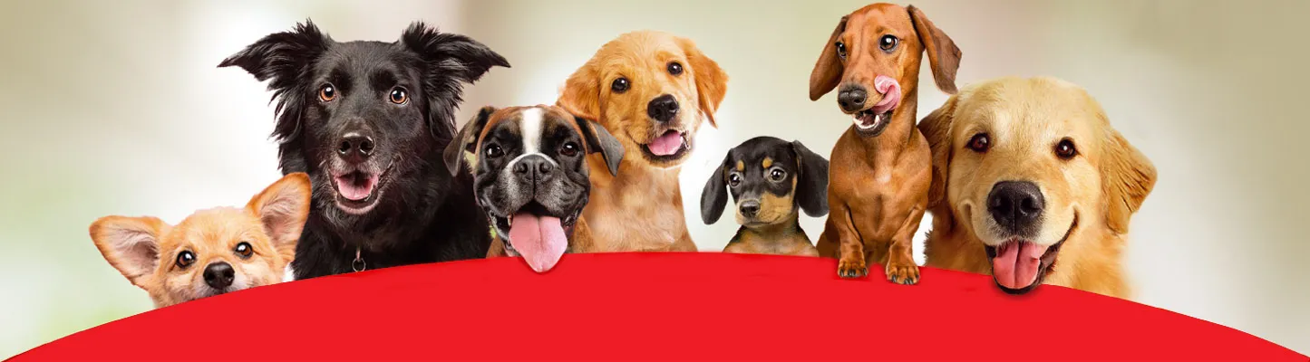 purina-dogui-perritos.jpg