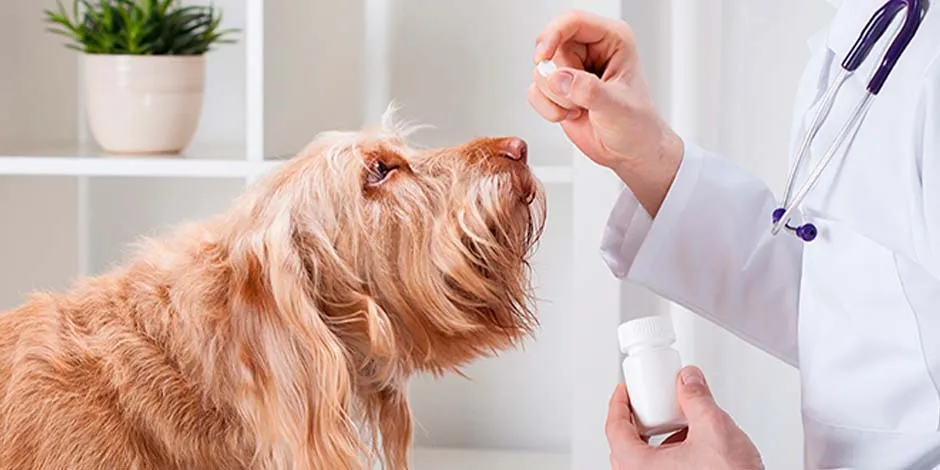 Revisión veterinaria para el uso de las pipetas para perros.