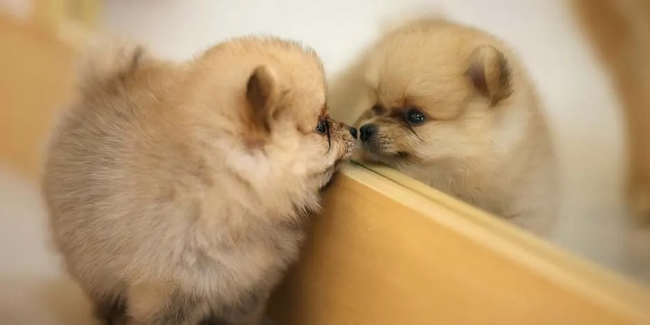 Razas pequeñas de perros como este cachorro de pomerania, de pie mirándose en un espejo